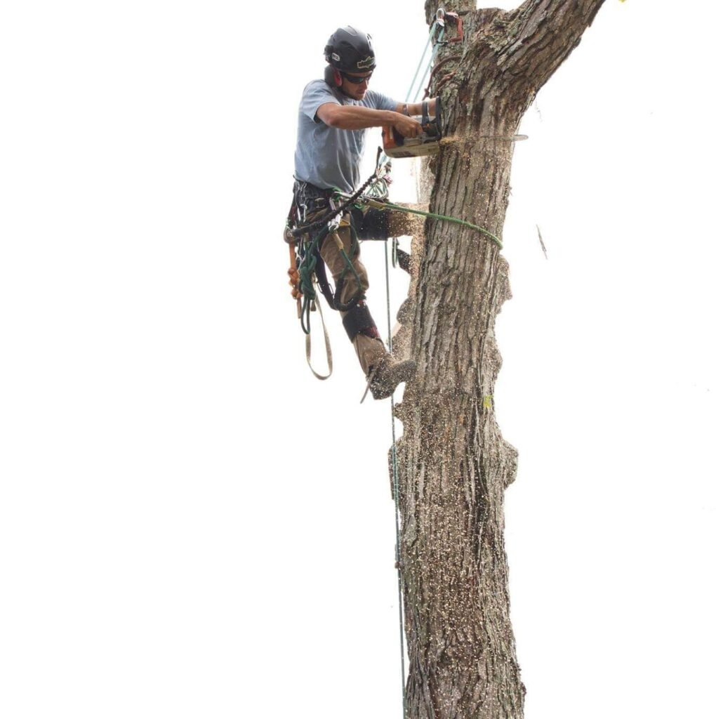 Professional Tree Climbing